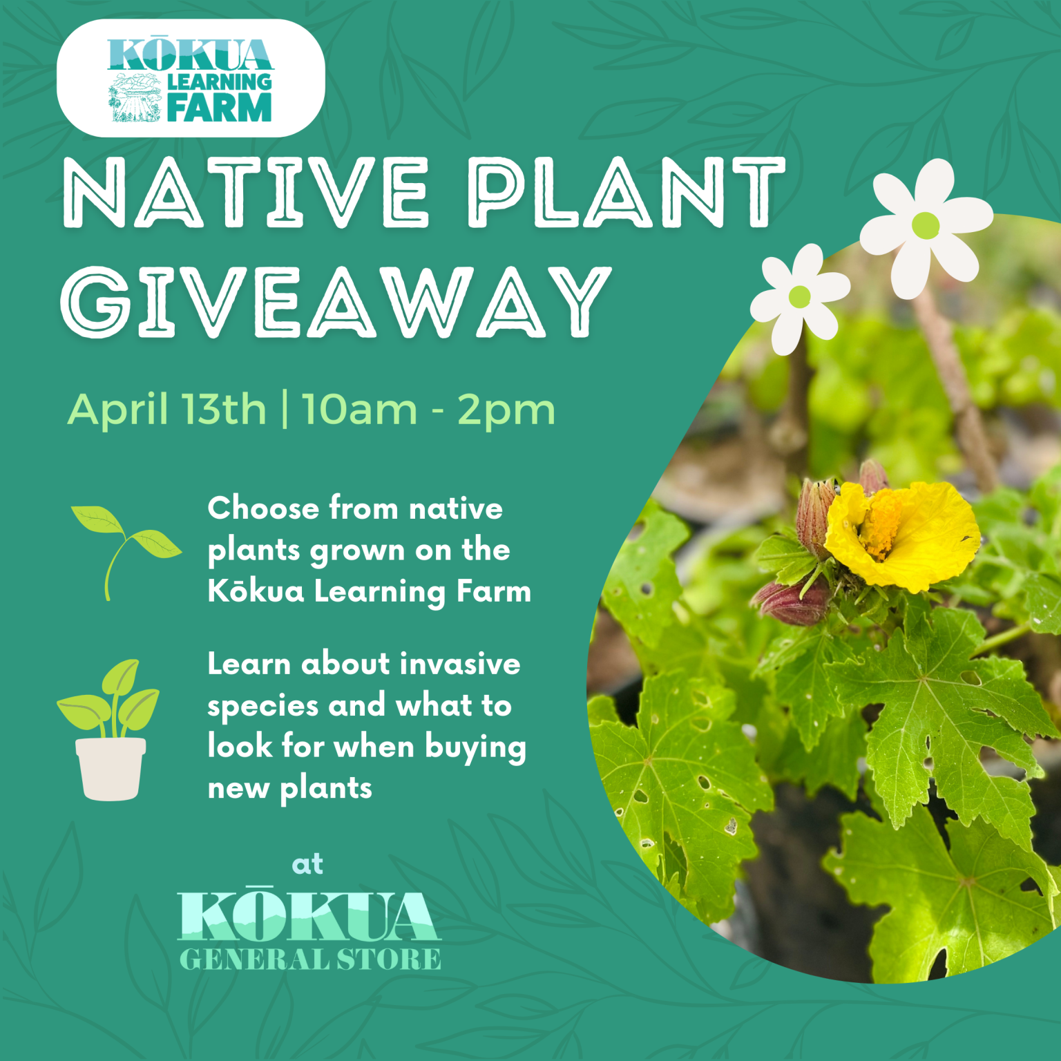 Native Plant Giveaway at Kōkua General Store - Kokua Hawaii Foundation